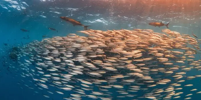 Sardines swimming in changing ocean waters, illustrating the effects of climate change on their populations.