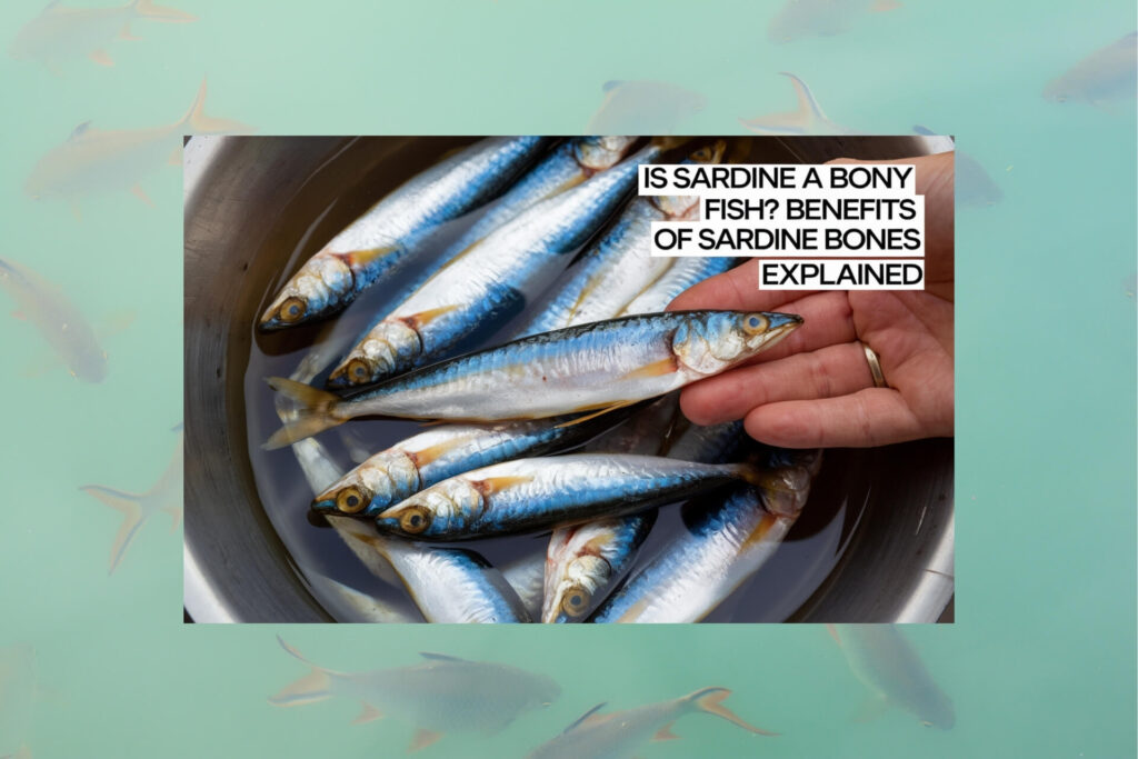 Is Sardine a Bony Fish? Benefits of Sardine Bones Explained