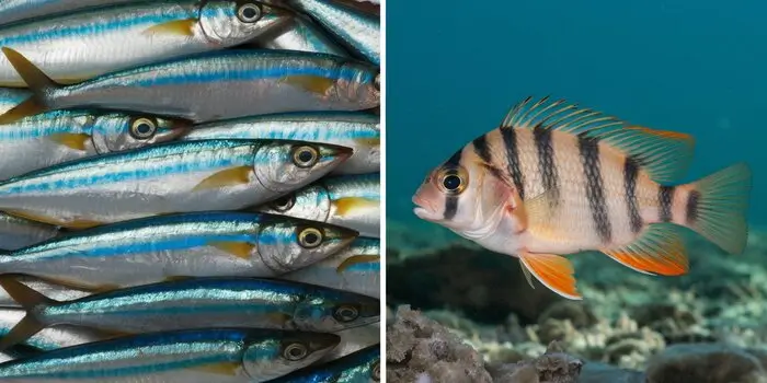 Saltwater Sardines vs. Freshwater Fish