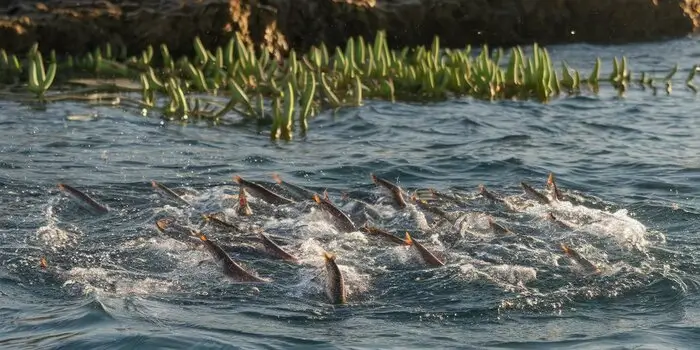 The Impact of Ocean Temperature on Sardine Behavior