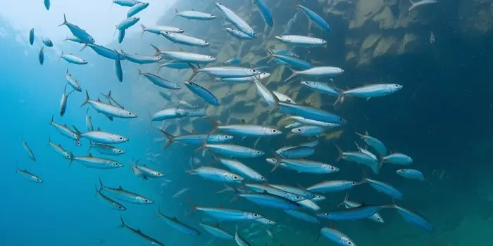 A school of sardines in the ocean, showcasing their crucial role in the marine food chain.