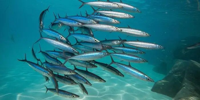 The Role of Sardines in the Saltwater Ecosystem