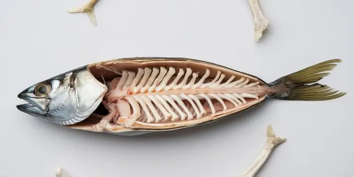 Close-up of sardine bones, explaining their structure and classification as a bony fish.