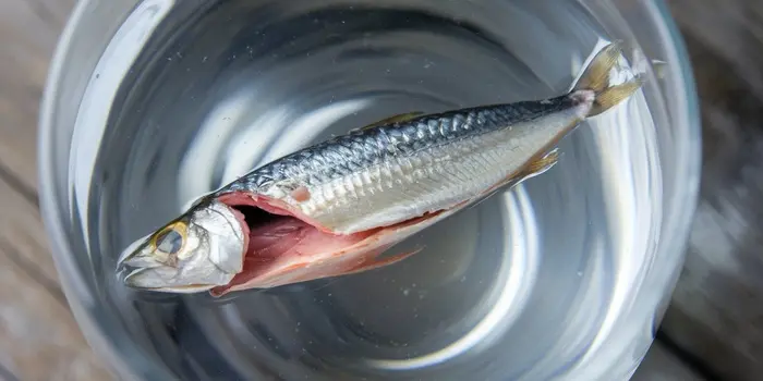 wait-do-sardines-really-eat-algae